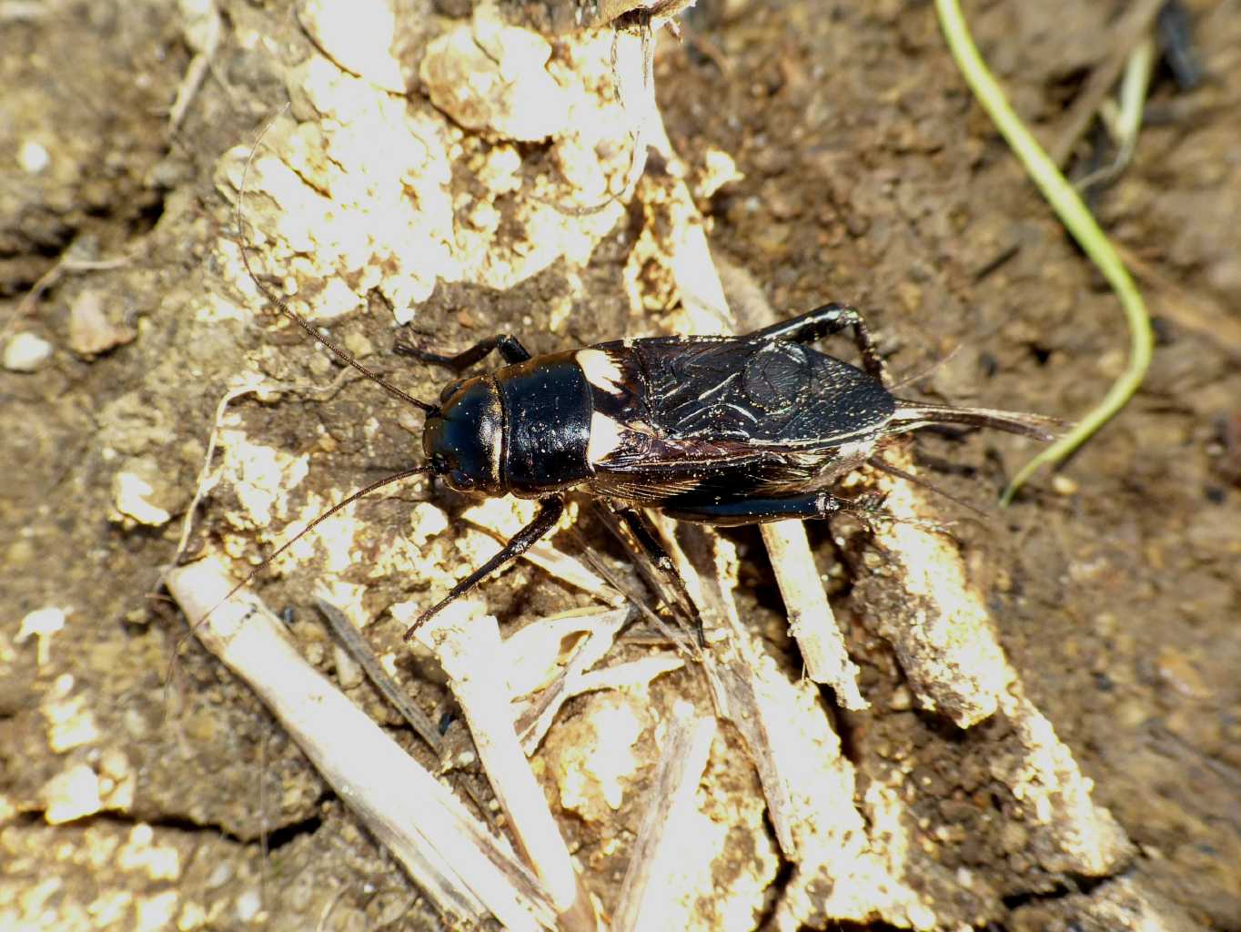 Gryllus bimaculatus a Santa Severa